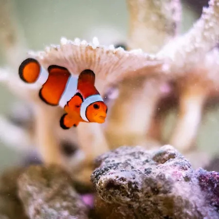 Queen's Loft Appartamento